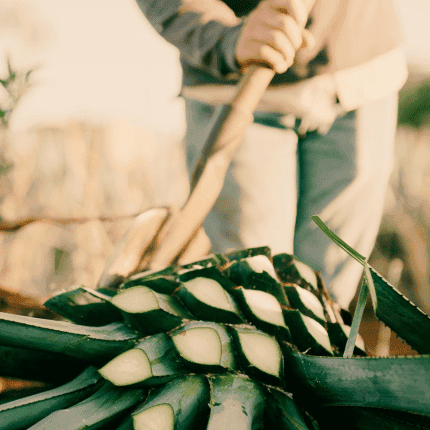 El Lujo de la Tradición Mexicana